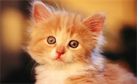 猫突然喘气像哮喘一样