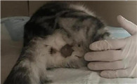 猫羊水破了最晚不能超过几个小时