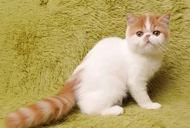 宠物猫走丢了怎么找回