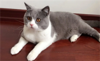 6个月猫算成年猫了吗
