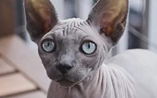 小型猫的品种有哪些&小奶猫怎么养 小型猫的品种有哪些&小奶猫怎么养