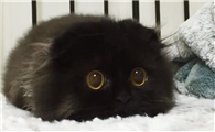 煤球猫叫什么品种