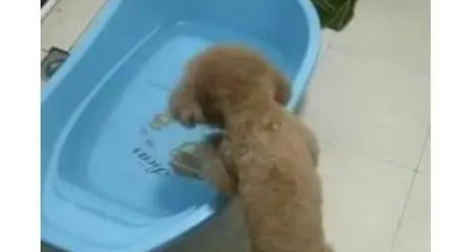 被遗弃的小泰迪 为了讨好新主人 自己主动去厕所洗澡 被遗弃的小泰迪 为了讨好新主人 自己主动去厕所洗澡