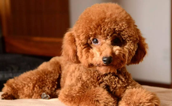 泰迪犬什么颜色最贵?泰迪犬什么颜色比较好 泰迪犬什么颜色最贵?泰迪犬什么颜色比较好
