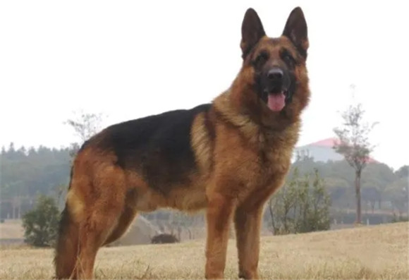 黑背犬是什么犬