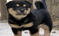 四眉田园犬性格特点