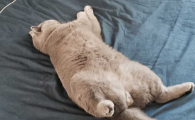 猫四脚朝天睡觉是什么意思