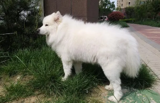 狼版萨摩耶长什么样图片