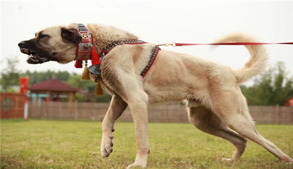 坎高犬的优缺点