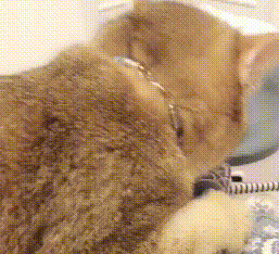 猫咪抱着平板上的鱼一顿啃,网友:小可怜,你是有多久没吃鱼了 猫咪抱着平板上的鱼一顿啃,网友:小可怜,你是有多久没吃鱼了