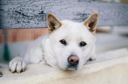 狗狗很优秀珍岛犬