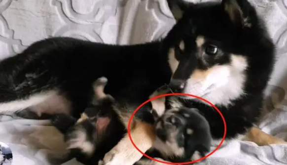 柴犬紧抱自己孩子,哀求主人放下它,就生了一只,别送走了 柴犬紧抱自己孩子,哀求主人放下它,就生了一只,别送走了