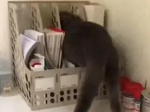 猫咪一犯错就躲起来,假装自己是一本书:谁也看不见我 猫咪一犯错就躲起来,假装自己是一本书:谁也看不见我