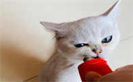 2~3个月的猫有狂犬病吗