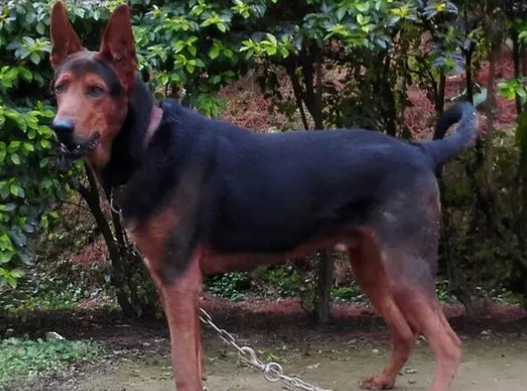 大头吊虎头莱州红犬听话吗