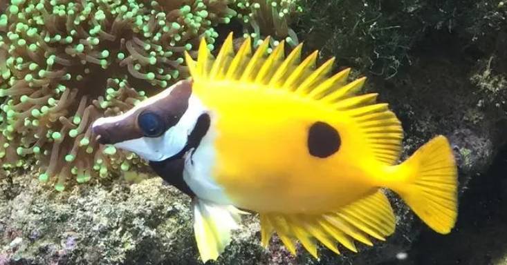 海水狐狸鱼能养几条吗