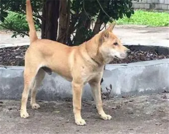 广西士猎犬的优点和缺点 广西士猎犬的优点和缺点