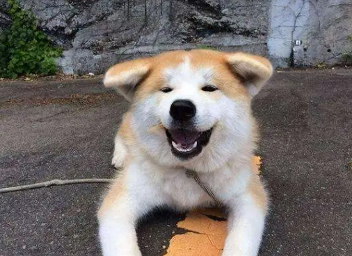 秋田属于烈性犬吗