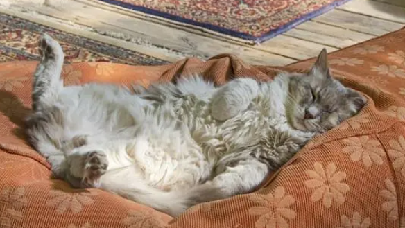 猫咪竟这样睡觉？不知道的还以为是猫乃伊，冒犯了猫猫酱！