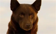 红犬历险记剧情介绍国语在线