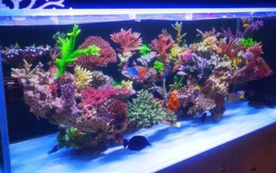 森语水族售后 森语水族售后
