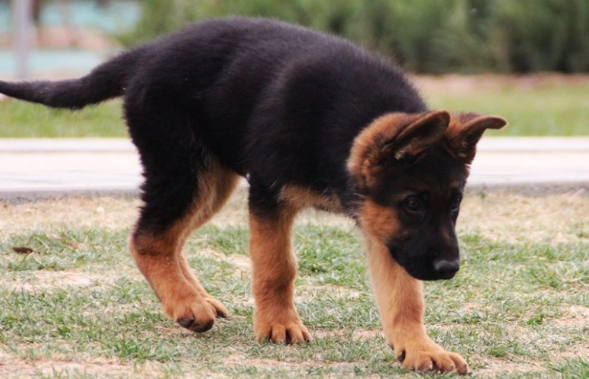 黑背犬小狗什么样图片大全