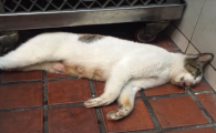 把猫打死了丢在别家好吗