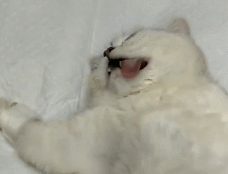 猫咪做绝育,被五花大绑在手术台上,猫:这一天还是来了 猫咪做绝育,被五花大绑在手术台上,猫:这一天还是来了