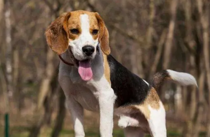 米格鲁犬图片与价格
