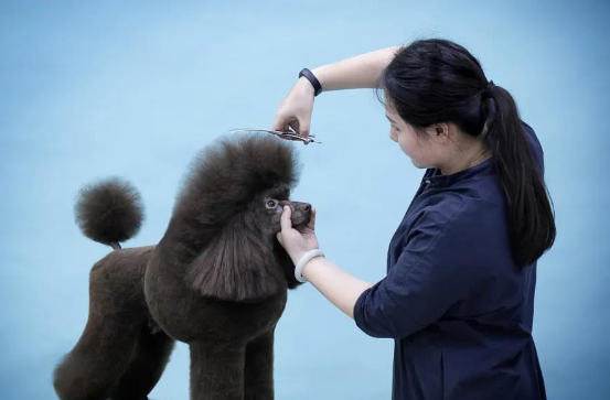 宠物美容师证书什么单位颁发?在哪考?考试难不难?分几个等级? 宠物美容师证书什么单位颁发?在哪考?考试难不难?分几个等级?
