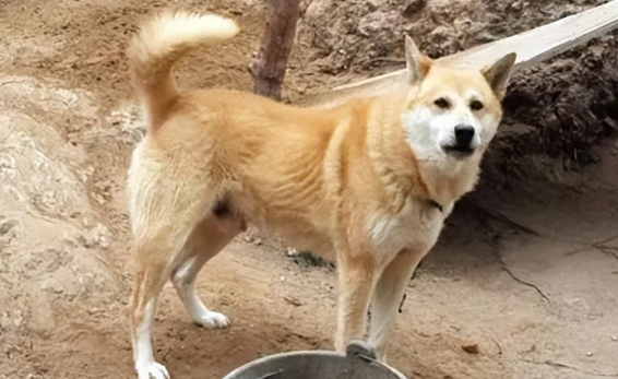 什么狗镇宅旺财