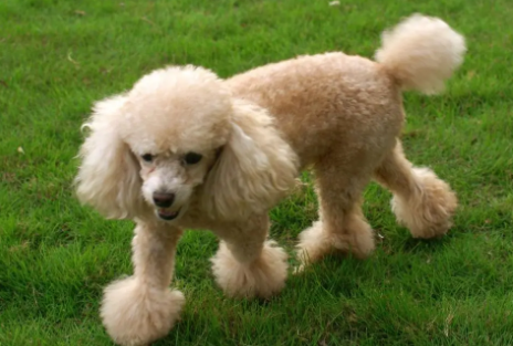 贵宾犬和贵妇犬是一个犬种吗