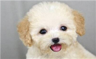 泰迪犬长得很可爱,为何大多数人不愿意养?这5点让人难以接受