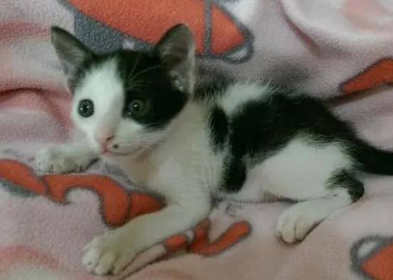 米克斯猫是啥猫图片 米克斯猫是啥猫图片