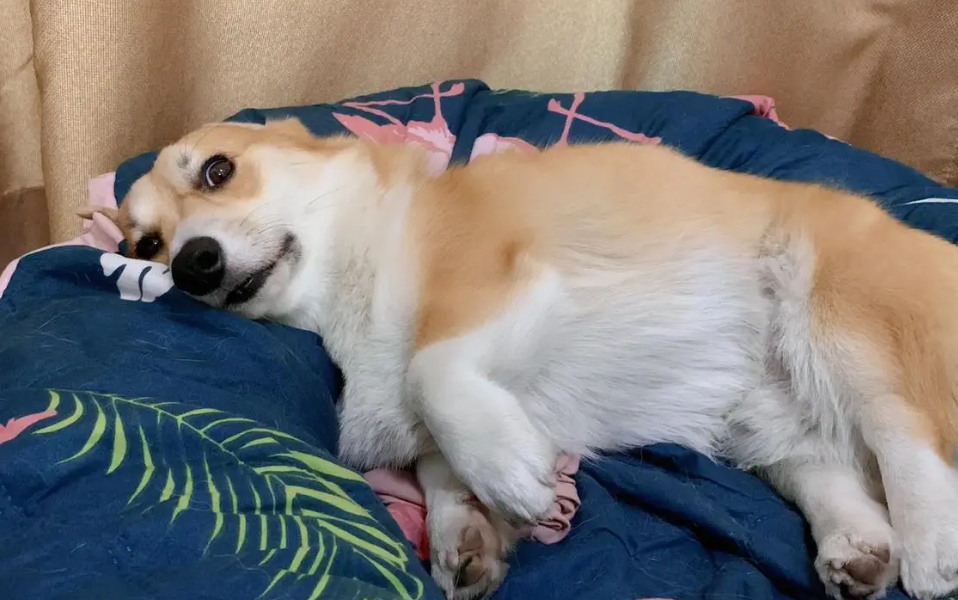 抖音里胖乎乎短腿狗是什么