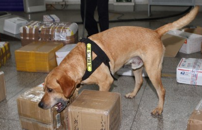 缉毒犬为什么能闻出毒品