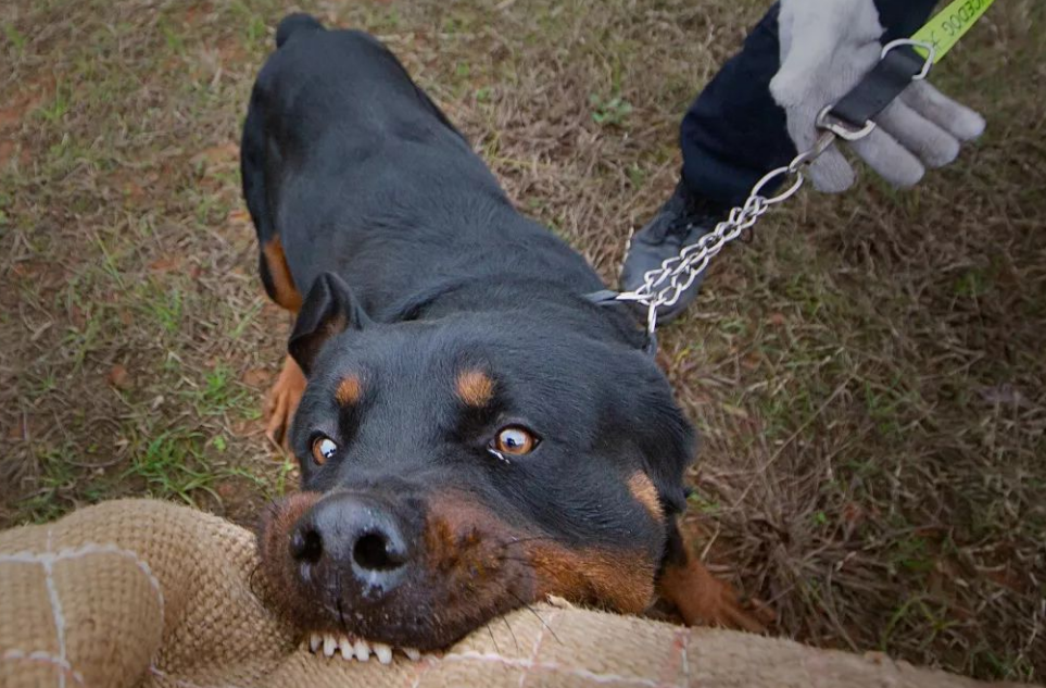 警犬阿虎为什么要打完