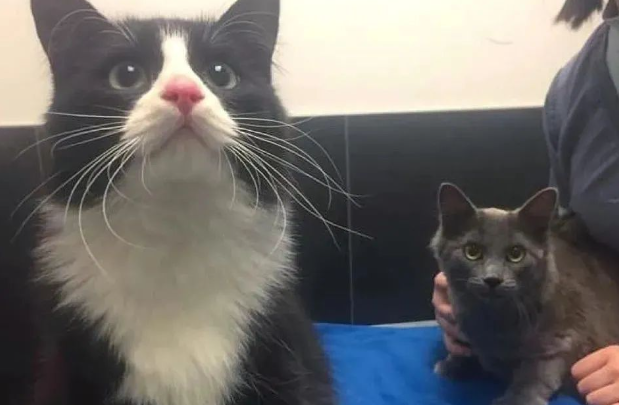 流浪猫遇投食竟跑开,几秒后带小姐妹回来:可以一起吗? 流浪猫遇投食竟跑开,几秒后带小姐妹回来:可以一起吗?
