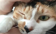 猫一个眼睛睁不开为什么
