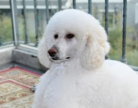 长毛犬品种大全 长毛犬品种大全