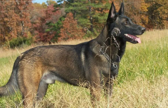 纯种比利时马里努阿犬多少钱一只