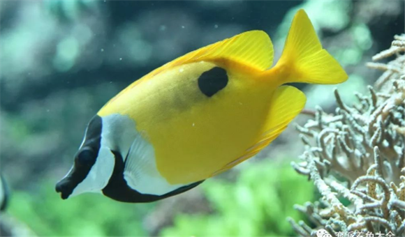 海水鱼黄狐狸发白怎么回事
