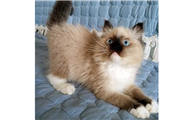 cfa双血统猫多少钱