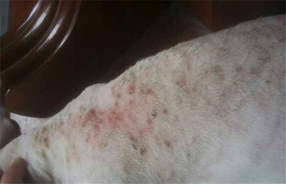 狗狗为什么脱毛那么厉害