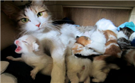 1个月的小猫怎么喂养