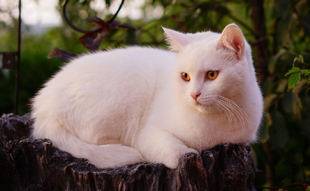 猫一般能活几年 猫一般能活几年