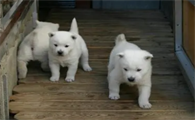 纪州犬是哪个国家的犬种