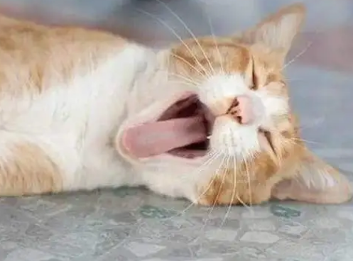 猫一分钟呼吸多少正常 猫一分钟呼吸多少正常