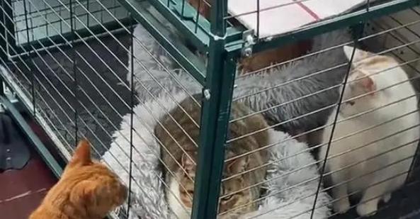 流浪橘猫挺着大肚子求助,男子将它引入卧室,一口气生下6只橘猫 流浪橘猫挺着大肚子求助,男子将它引入卧室,一口气生下6只橘猫