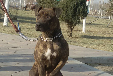 虎皮猎犬小狗样子 虎皮猎犬小狗样子